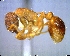  (Myrmica tahoensis - AF-05946-D01)  @11 [ ] CreativeCommons - Attribution Non-Commercial No Derivatives (2011) Alex Smith University of Guelph