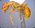  (Myrmica wheelerorum - AF-05950-D01)  @11 [ ] CreativeCommons - Attribution Non-Commercial No Derivatives (2011) Alex Smith University of Guelph
