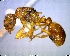  (Myrmica quebecensis - AF-11049-D02)  @14 [ ] CreativeCommons - Attribution Non-Commercial No Derivatives (2011) Alex Smith University of Guelph