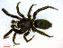  ( - BIOUG02607-A09)  @13 [ ] CreativeCommons - Attribution (2011) M. Alex Smith Centre for Biodiversity Genomics