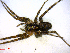  ( - BIOUG02607-E07)  @13 [ ] CreativeCommons - Attribution (2011) M. Alex Smith Centre for Biodiversity Genomics