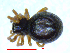  ( - BIOUG02607-F04)  @13 [ ] CreativeCommons - Attribution (2011) M. Alex Smith Centre for Biodiversity Genomics