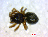  ( - BIOUG02607-F06)  @12 [ ] CreativeCommons - Attribution (2011) M. Alex Smith Centre for Biodiversity Genomics