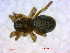 (Tapinocyba lindrothi - BIOUG02613-A01)  @13 [ ] CreativeCommons - Attribution (2011) M. Alex Smith Centre for Biodiversity Genomics