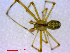  ( - BIOUG02613-A04)  @12 [ ] CreativeCommons - Attribution (2012) M. Alex Smith Centre for Biodiversity Genomics