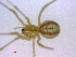  ( - BIOUG02613-A07)  @12 [ ] CreativeCommons - Attribution (2012) M. Alex Smith Centre for Biodiversity Genomics