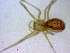  ( - BIOUG02613-A08)  @12 [ ] CreativeCommons - Attribution (2012) M. Alex Smith Centre for Biodiversity Genomics