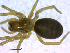  ( - BIOUG02613-G12)  @13 [ ] CreativeCommons - Attribution (2012) M. Alex Smith Centre for Biodiversity Genomics
