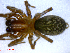  ( - BIOUG02680-D10)  @12 [ ] CreativeCommons - Attribution (2012) M. Alex Smith Centre for Biodiversity Genomics
