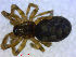  ( - BIOUG02680-E02)  @12 [ ] CreativeCommons - Attribution (2012) M. Alex Smith Centre for Biodiversity Genomics