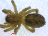  ( - BIOUG02680-H06)  @13 [ ] CreativeCommons - Attribution (2012) M. Alex Smith Centre for Biodiversity Genomics