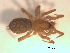  ( - BIOUG07490-C08)  @13 [ ] CreativeCommons - Attribution (2013) M. Alex Smith Centre for Biodiversity Genomics