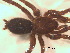  ( - BIOUG07490-E12)  @13 [ ] CreativeCommons - Attribution (2013) M. Alex Smith Centre for Biodiversity Genomics