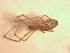  ( - BIOUG07490-H06)  @13 [ ] CreativeCommons - Attribution (2013) M. Alex Smith Centre for Biodiversity Genomics