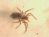  ( - BIOUG07490-H11)  @12 [ ] CreativeCommons - Attribution (2013) M. Alex Smith Centre for Biodiversity Genomics