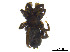  (Zelotes fratris - BIOUG01027-F09)  @14 [ ] CreativeCommons - Attribution Non-Commercial Share-Alike (2015) M. Alex Smith Research Collection of M. Alex Smith