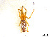  ( - BIOUG01027-H04)  @13 [ ] CreativeCommons - Attribution Non-Commercial Share-Alike (2015) M. Alex Smith Research Collection of M. Alex Smith