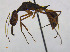  (Odontomachus hastatus - CCDB-32045-C02)  @13 [ ] CreativeCommons  Attribution Non-Commercial Share-Alike (2018) M. Alex Smith University of Guelph