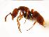 (Hypoponera inexorata - MAS115-07)  @15 [ ] Unspecified (default): All Rights Reserved  Unspecified Unspecified