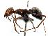  (Myrmecocystus depilis - MAS132-07)  @15 [ ] Unspecified (default): All Rights Reserved  Unspecified Unspecified