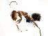  (Dorymyrmex undescribed sp. 2 - MAS142-07)  @14 [ ] Unspecified (default): All Rights Reserved  Unspecified Unspecified