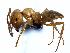  (Lasius arizonicus - MAS163-07)  @15 [ ] Unspecified (default): All Rights Reserved  Unspecified Unspecified