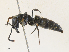  ( - CBG-A31776-A02)  @11 [ ] CreativeCommons - Attribution Share - Alike (2024) CBG Photography Group Centre for Biodiversity Genomics