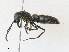  ( - CBG-A31776-B07)  @11 [ ] CreativeCommons - Attribution Share - Alike (2024) CBG Photography Group Centre for Biodiversity Genomics