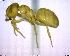  ( - BIOUG02018-A08)  @14 [ ] CreativeCommons - Attribution (2011) M. Alex Smith Centre for Biodiversity Genomics