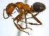  ( - BIOUG06760-A09)  @13 [ ] CreativeCommons - Attribution (2011) Unspecified Centre for Biodiversity Genomics