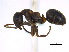  (Formica hewitti - BIOUG06760-B07)  @11 [ ] CreativeCommons - Attribution (2011) Unspecified Centre for Biodiversity Genomics