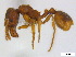  (Stenamma impar - BIOUG06760-D09)  @15 [ ] CreativeCommons - Attribution (2011) Unspecified Centre for Biodiversity Genomics