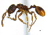  (Stenamma brevicorne - BIOUG07487-H08)  @15 [ ] CreativeCommons - Attribution (2011) Unspecified Centre for Biodiversity Genomics