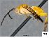  (Prasmodon johnbrowni - DHJPAR0035300)  @13 [ ] CreativeCommons - Attribution Non-Commercial Share-Alike (2015) Jose L. Fernandez-Triana Canadian National Collection