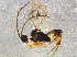  ( - ASGLE2-0499)  @13 [ ] CreativeCommons - Attribution (2014) CBG Photography Group Centre for Biodiversity Genomics
