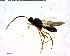  ( - BIOUG02671-A08)  @12 [ ] CreativeCommons - Attribution (2011) M. Alex Smith Centre for Biodiversity Genomics