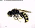  ( - BIOUG02677-C06)  @13 [ ] CreativeCommons - Attribution (2011) M. Alex Smith Centre for Biodiversity Genomics