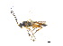  ( - BIOUG06752-A03)  @13 [ ] CreativeCommons - Attribution (2011) M. Alex Smith Centre for Biodiversity Genomics
