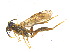  ( - BIOUG06752-C03)  @13 [ ] CreativeCommons - Attribution (2011) M. Alex Smith Centre for Biodiversity Genomics
