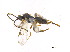  (Apanteles jft37 - BIOUG06752-D12)  @14 [ ] CreativeCommons - Attribution (2011) M. Alex Smith Centre for Biodiversity Genomics