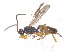  ( - BIOUG06752-F08)  @12 [ ] CreativeCommons - Attribution (2011) M. Alex Smith Centre for Biodiversity Genomics
