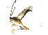  ( - BIOUG06753-B12)  @12 [ ] CreativeCommons - Attribution (2013) M. Alex Smith Centre for Biodiversity Genomics