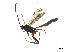  ( - BIOUG06753-D07)  @14 [ ] CreativeCommons - Attribution (2013) M. Alex Smith Centre for Biodiversity Genomics