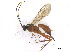  ( - BIOUG06753-D12)  @13 [ ] CreativeCommons - Attribution (2013) M. Alex Smith Centre for Biodiversity Genomics