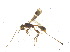  ( - BIOUG06753-F06)  @12 [ ] CreativeCommons - Attribution (2013) M. Alex Smith Centre for Biodiversity Genomics