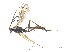  ( - BIOUG06753-F12)  @12 [ ] CreativeCommons - Attribution (2013) M. Alex Smith Centre for Biodiversity Genomics