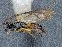 ( - HYM00001468)  @11 [ ] CreativeCommons - Attribution Share-Alike (2018) Unspecified Canadian National Collection of Insects, Arachnids and Nematodes