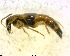  ( - BIOUG02610-H10)  @13 [ ] CreativeCommons - Attribution (2011) M. Alex Smith Centre for Biodiversity Genomics