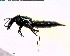  ( - BIOUG03198-F06)  @13 [ ] CreativeCommons - Attribution (2011) M. Alex Smith Centre for Biodiversity Genomics