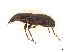  ( - BIOUG06758-B06)  @13 [ ] CreativeCommons - Attribution (2013) M. Alex Smith Centre for Biodiversity Genomics